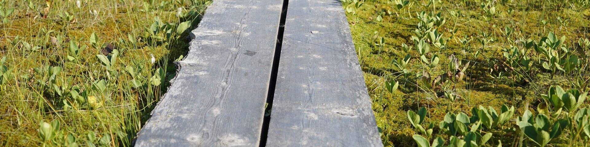 Wetlands boardwalk around the many lakes in Finland.