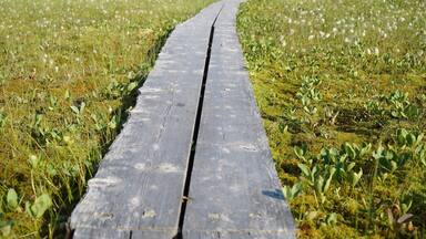 Wetlands boardwalk around the many lakes in Finland.