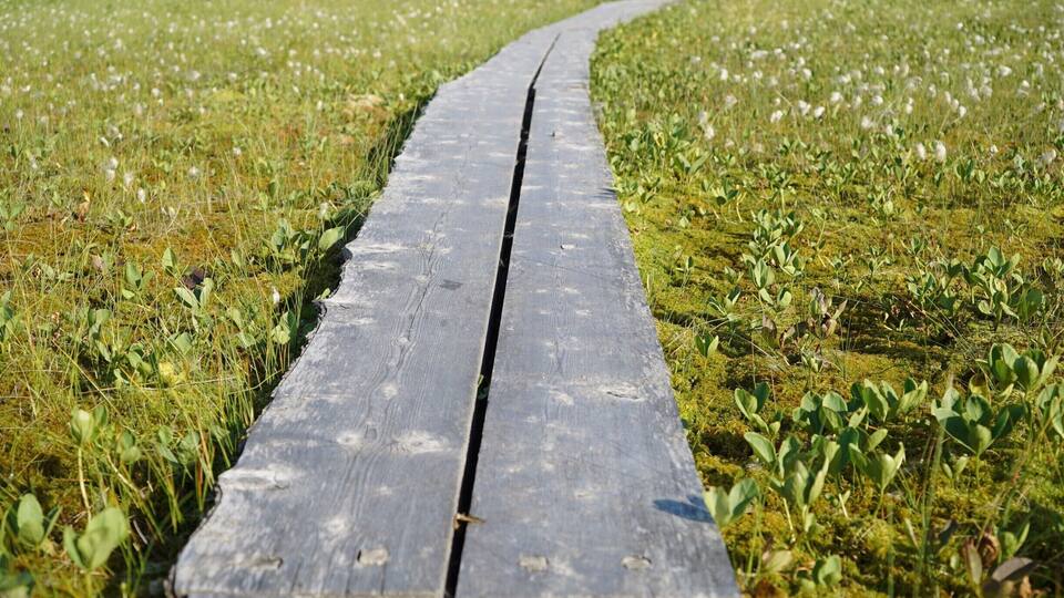A wooden pathway in a grassy field.