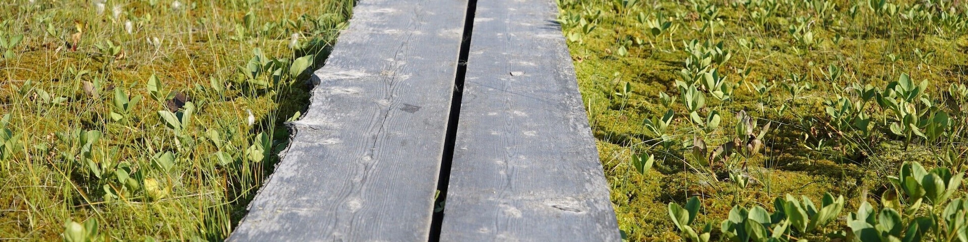Wetlands boardwalk around the many lakes in Finland.