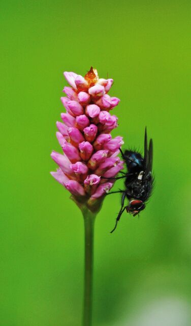 We often forget the little things in life; however, without them we would not exist. Wildlife exists everywhere: in the forests, mountains and even in our own backyards. Sometimes we just need to look closer... @Åland islands, Finland.  #lifeatexpedia 