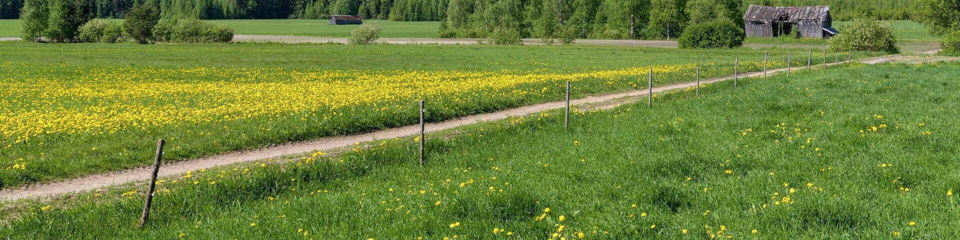 Finland countryside. Two old empty barns and dandelion meadow.