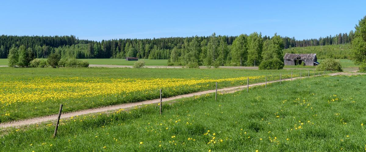 A rural landscape with a field of yellow flowers, a dirt path, and a forest in the background.