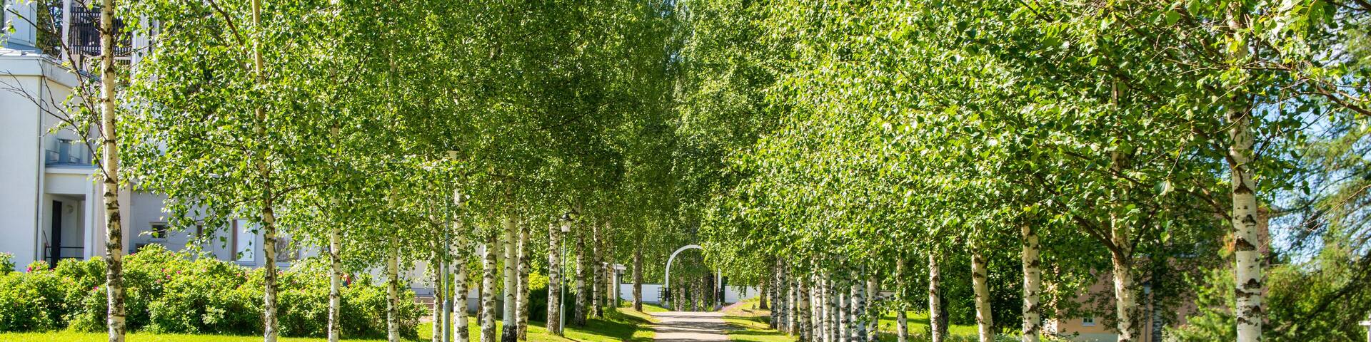 Beautiful birch tree alley in Lintula Holy Trinity Convent, Palokki, Heinävesi, Finland