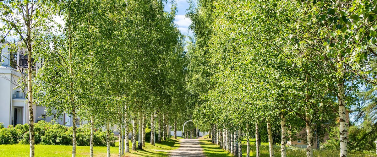 A tree-lined path with a bench on the left.