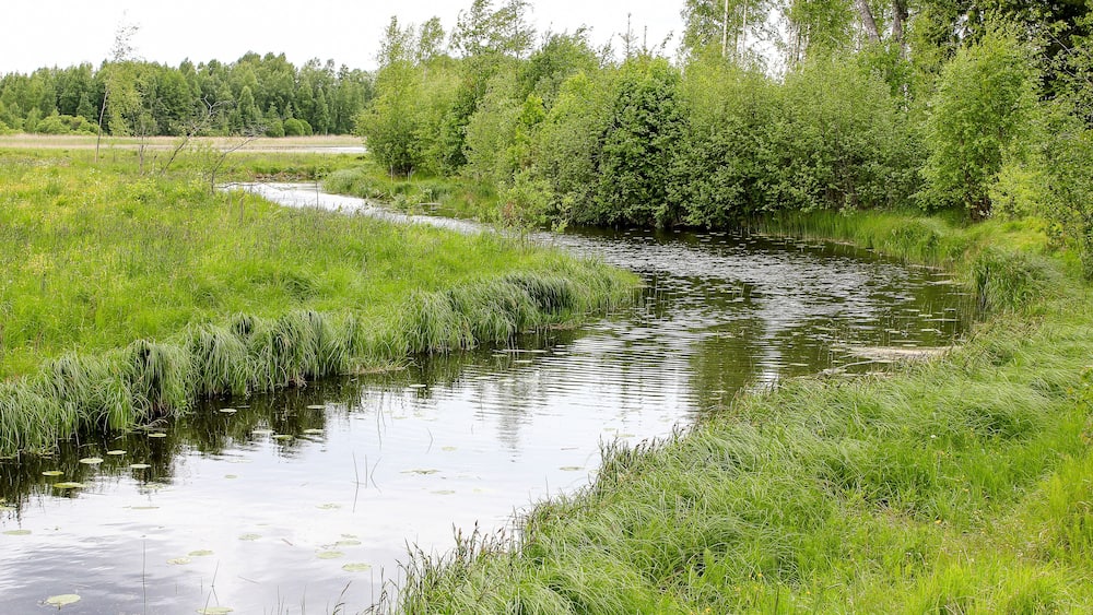 Small river in summer