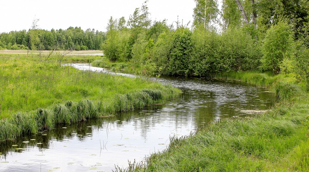 Small river in summer