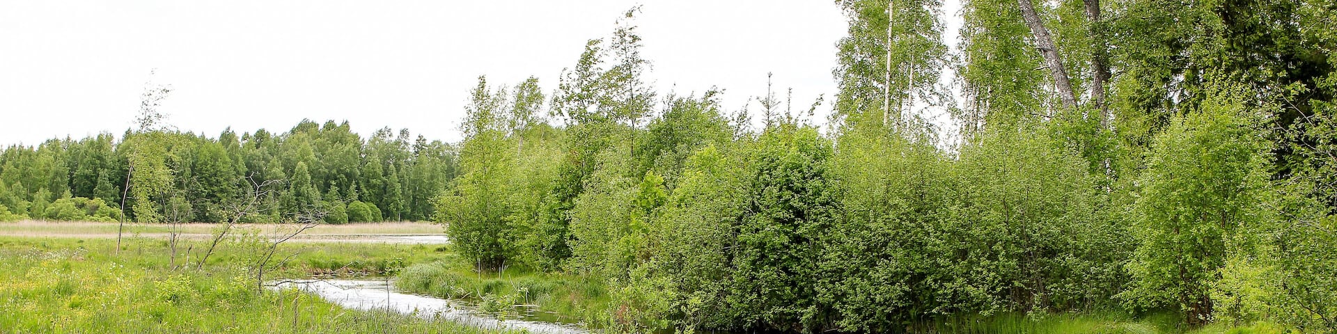 Small river in summer