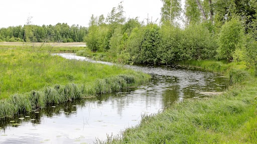 Small river in summer