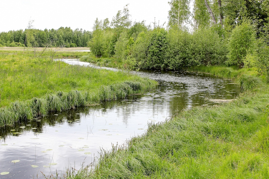 Small river in summer