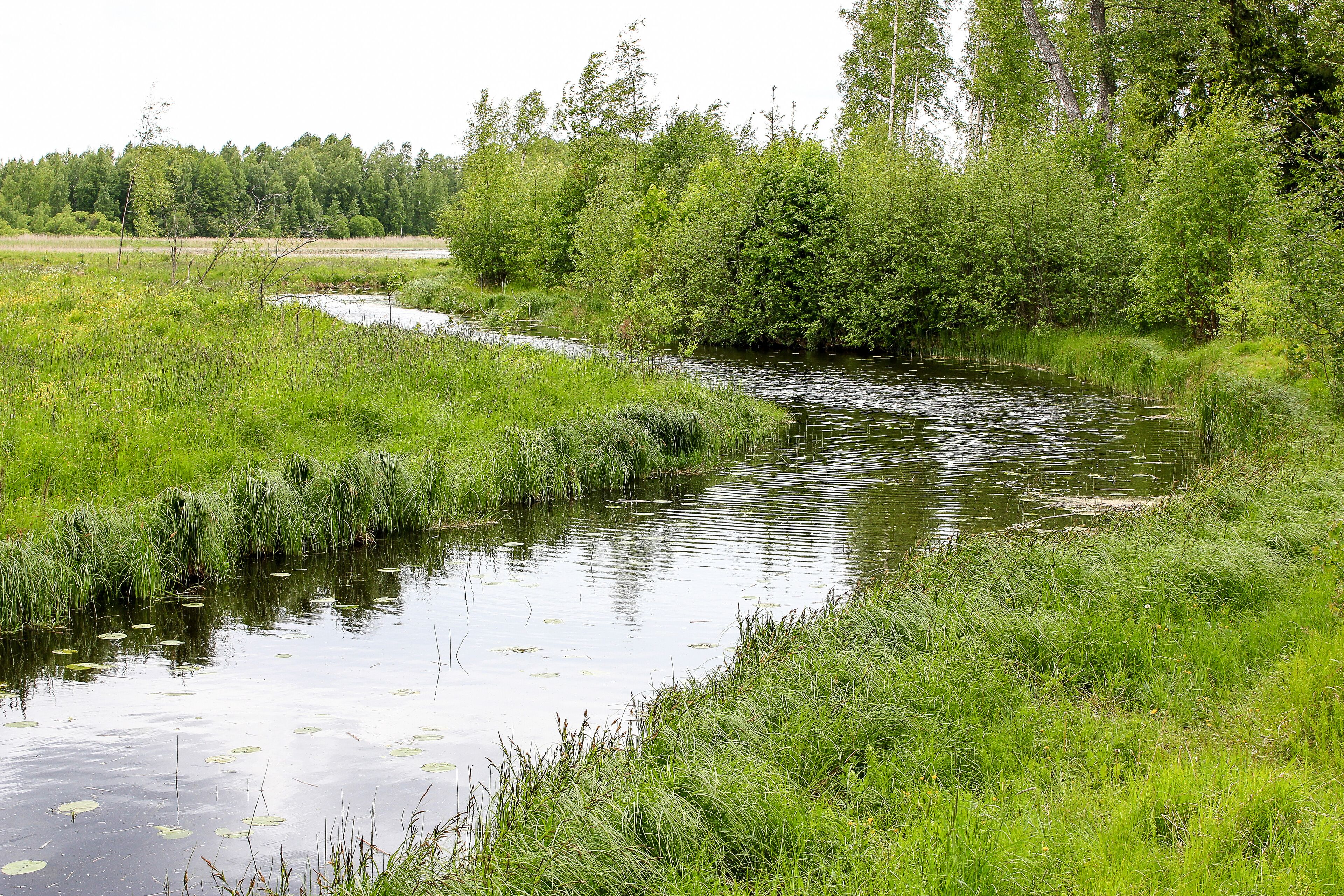 A river meandering through a lush green landscape with dense trees and reeds along the banks.