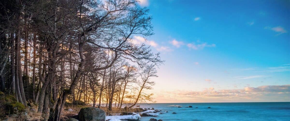 A coastal forest with trees, rocks, and a calm sea at sunset.