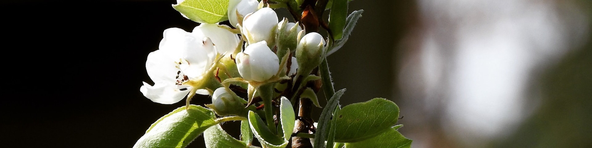 Pear Bloom #Signs of Spring