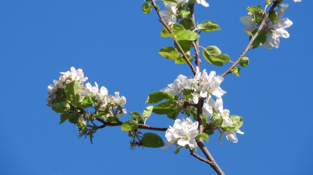Apple blossom #Springfun
