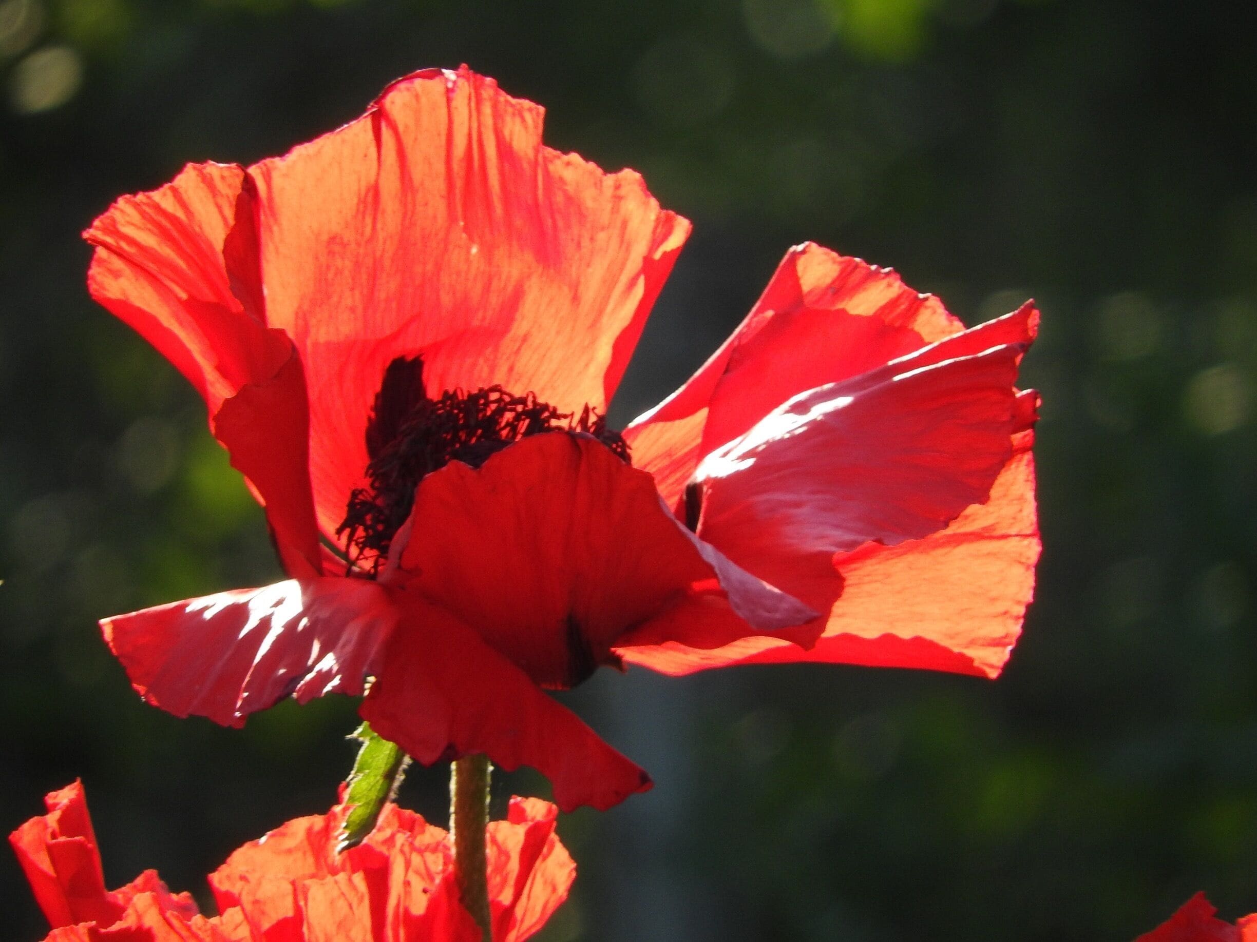 Poppy in morning light