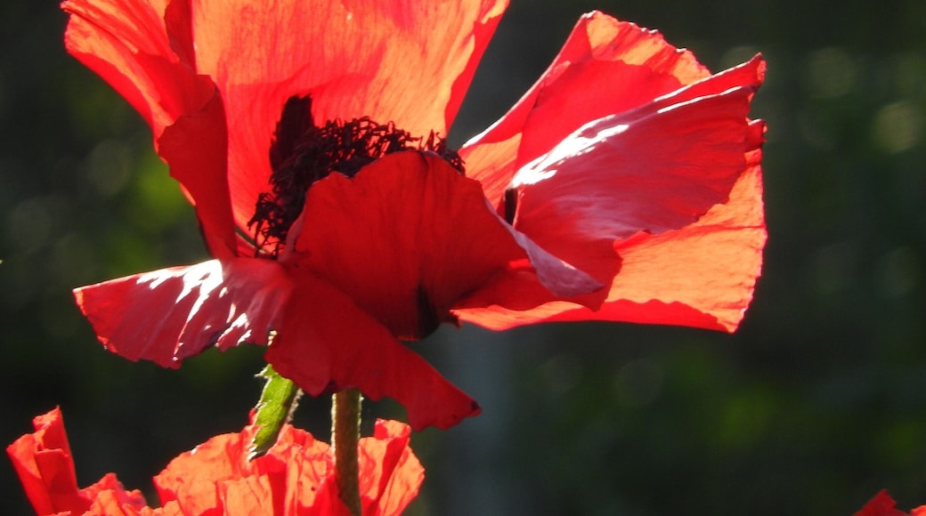 Poppy in morning light