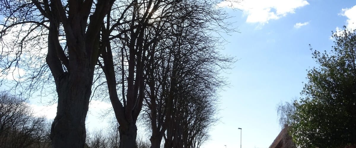 A tree-lined road with a clear blue sky and scattered clouds.