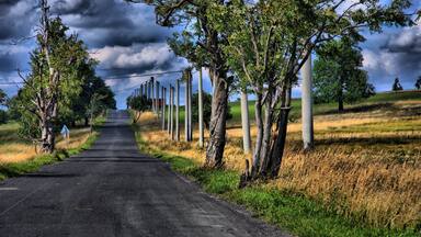Una carretera rural bordeada de árboles y postes de electricidad.