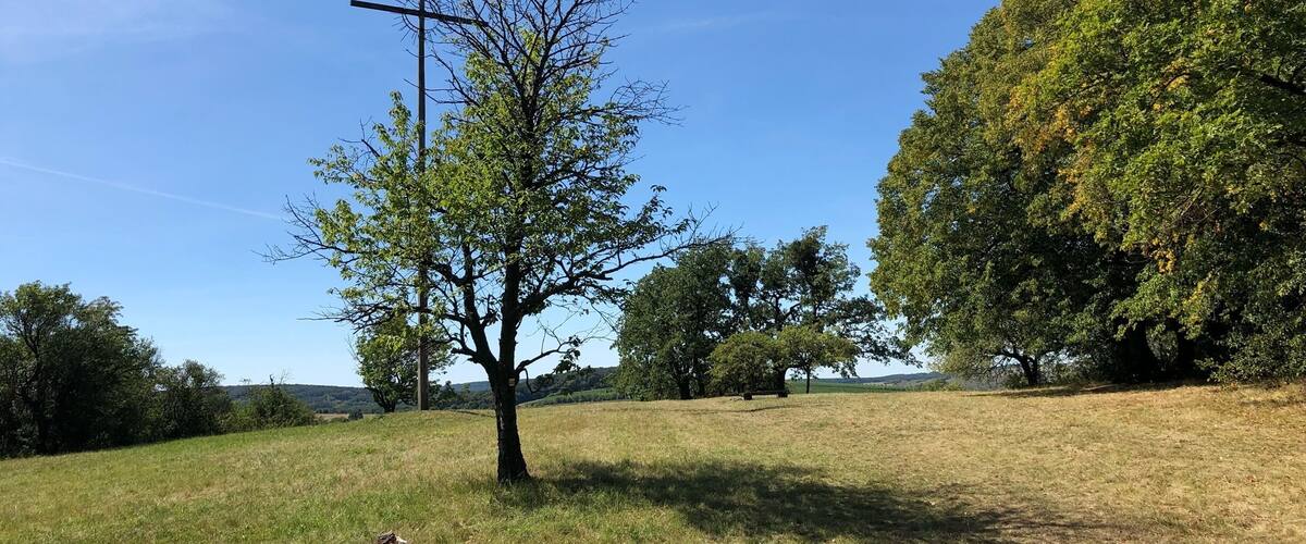 A grassy field with a tree and a utility pole.