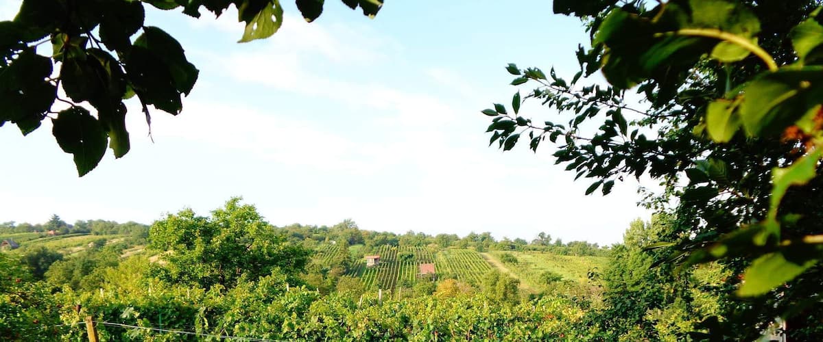 Vineyard in South Moravia, CZ
#Green