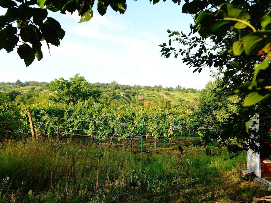 Vineyard in South Moravia, CZ
#Green