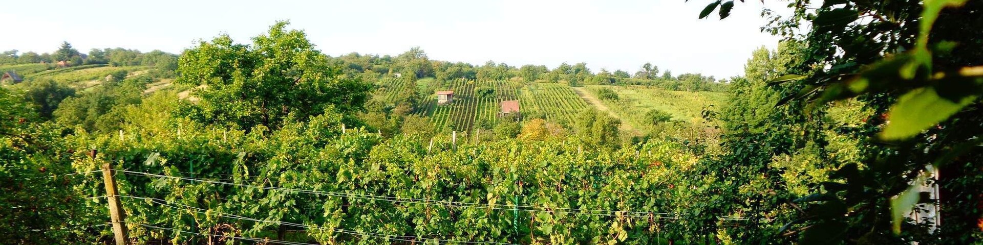 Vineyard in South Moravia, CZ
#Green