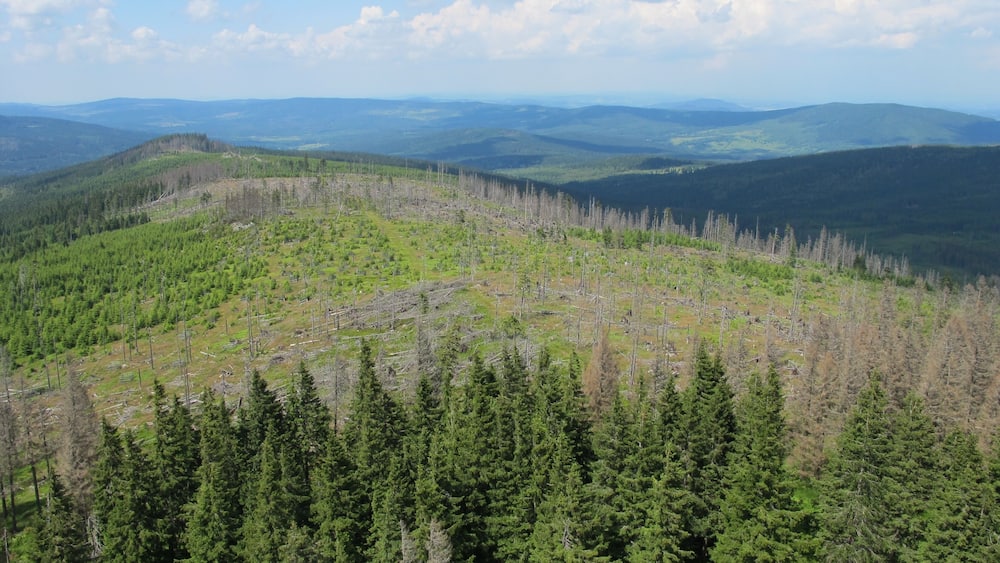 A forested mountain landscape with visible tree damage and clear skies.
