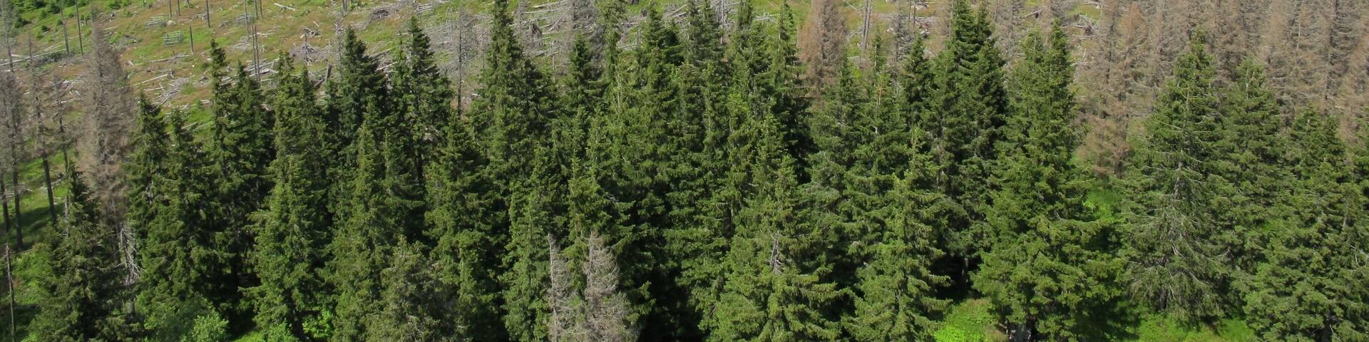View from Poledník, national park Šumava, near Prášily in Klatovy District
