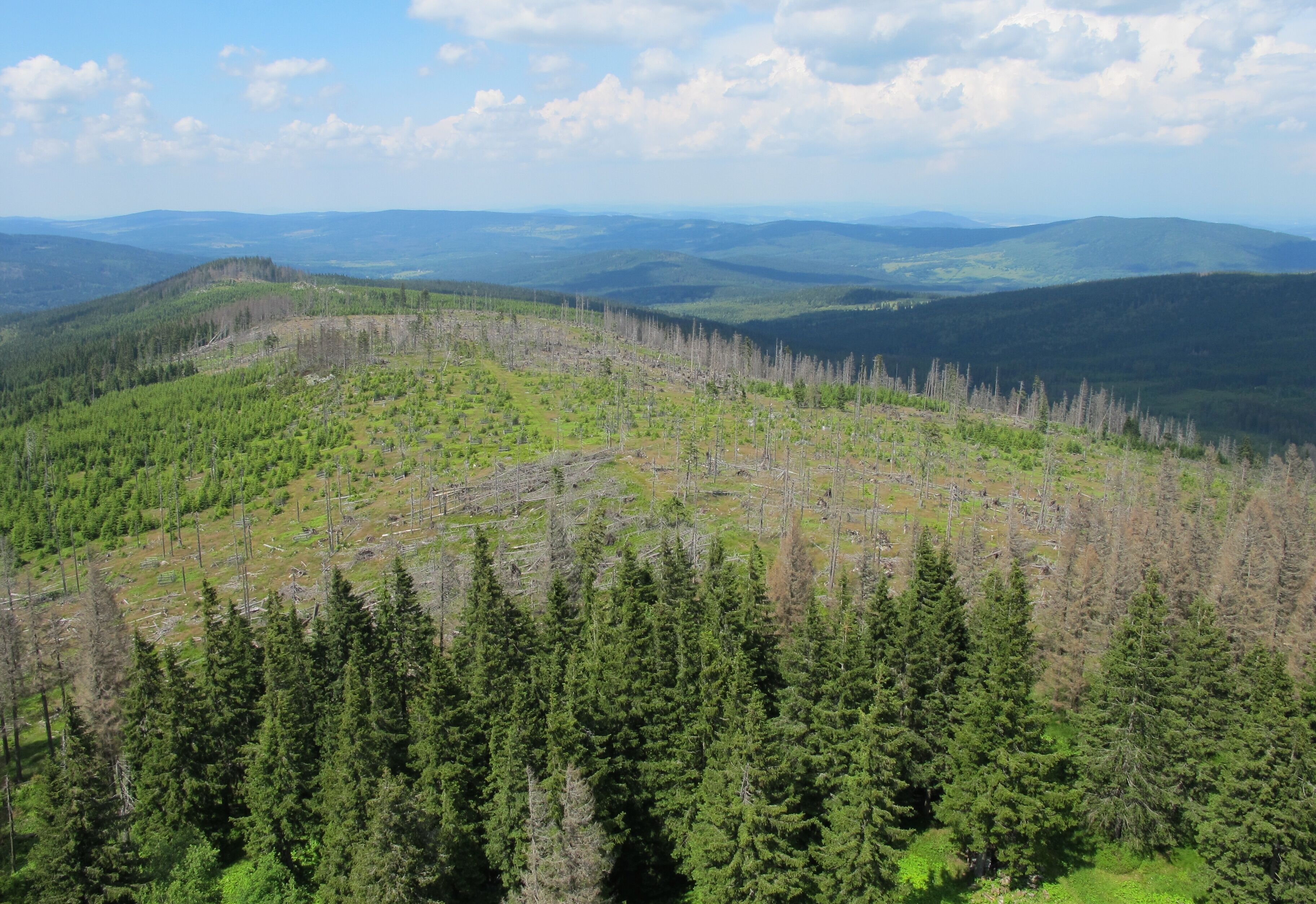 A forested mountain landscape with visible tree damage and clear skies.