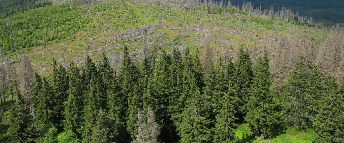 A forested mountain landscape with visible tree damage and clear skies.