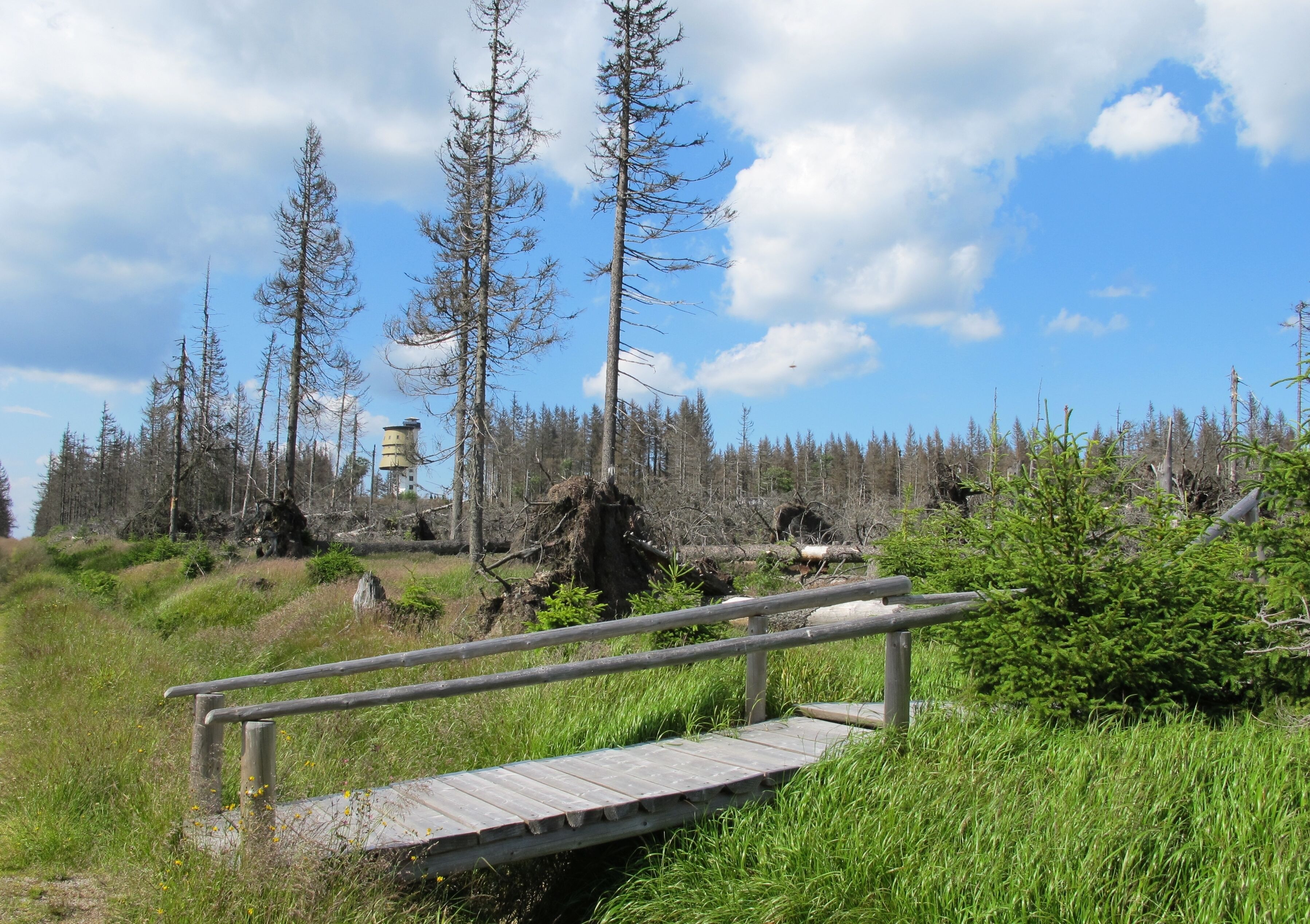 Forest after storm Kyrill in 2007, near peak Poledník in national park Šumava, near Prášily in Klatovy District