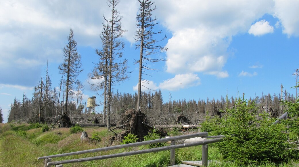 Forest after storm Kyrill in 2007, near peak Poledník in national park Šumava, near Prášily in Klatovy District