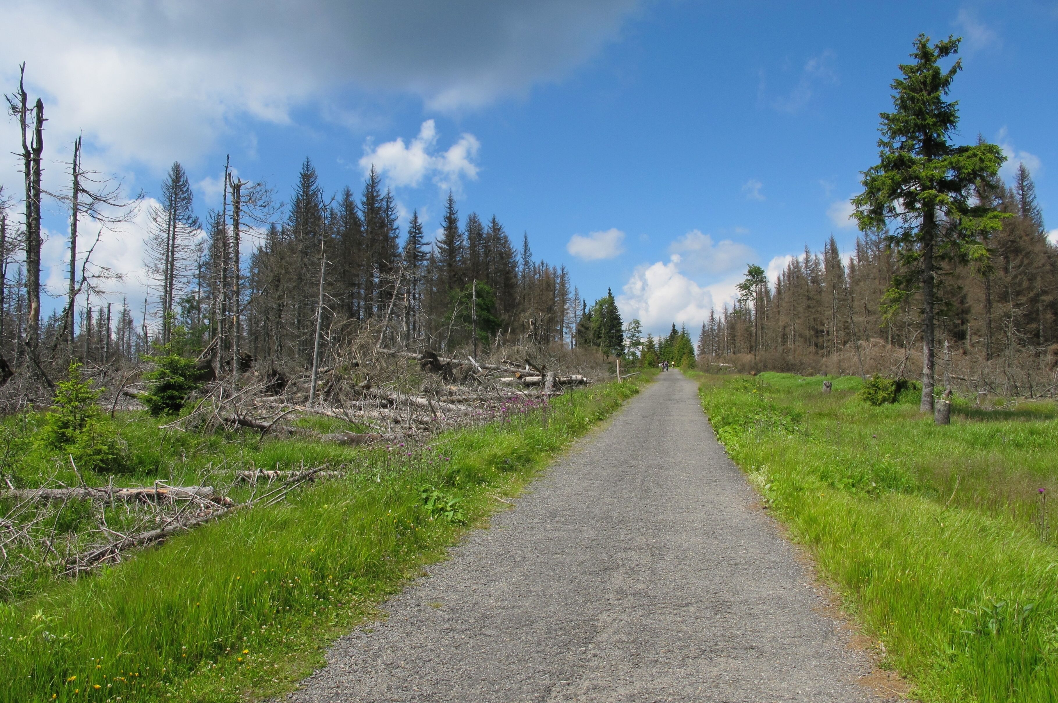 Forest near peak Poledník, national park Šumava, near Prášily in Klatovy District