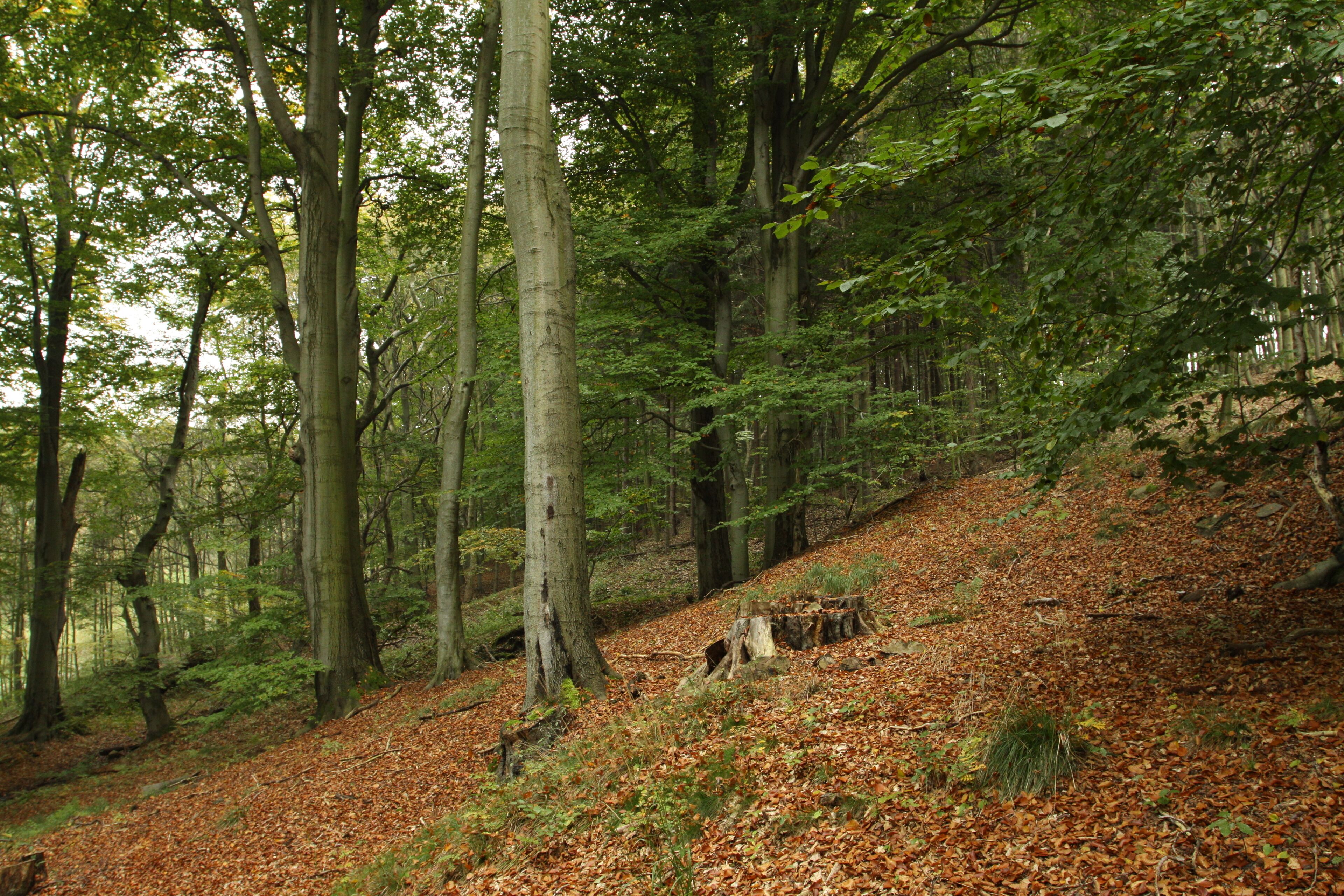 Nature reserve Vlčí důl near Osek village in Teplice District, Czech Republic