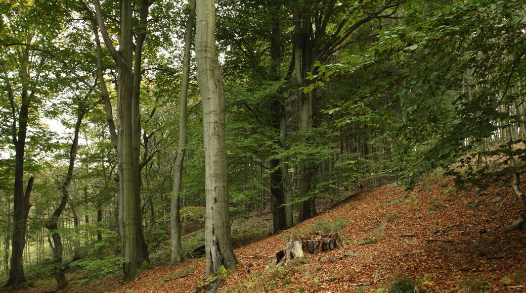 Nature reserve Vlčí důl near Osek village in Teplice District, Czech Republic