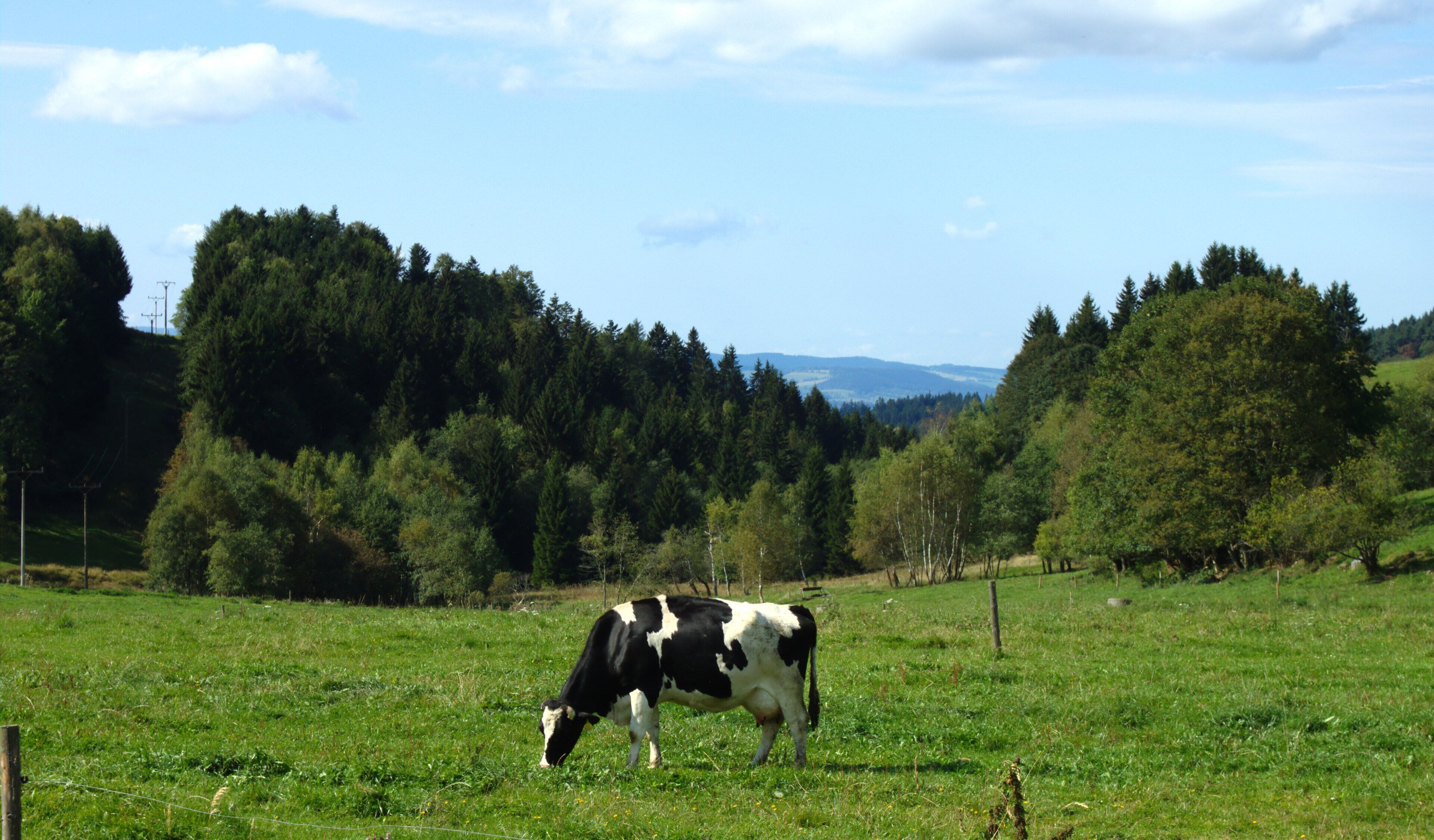 Some cows near Nicov