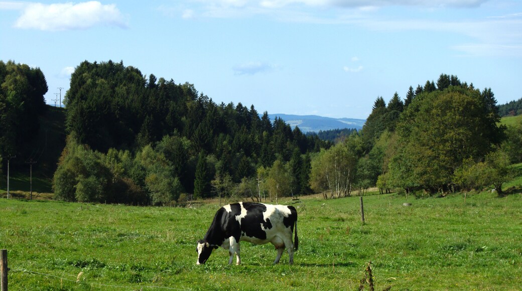 Some cows near Nicov