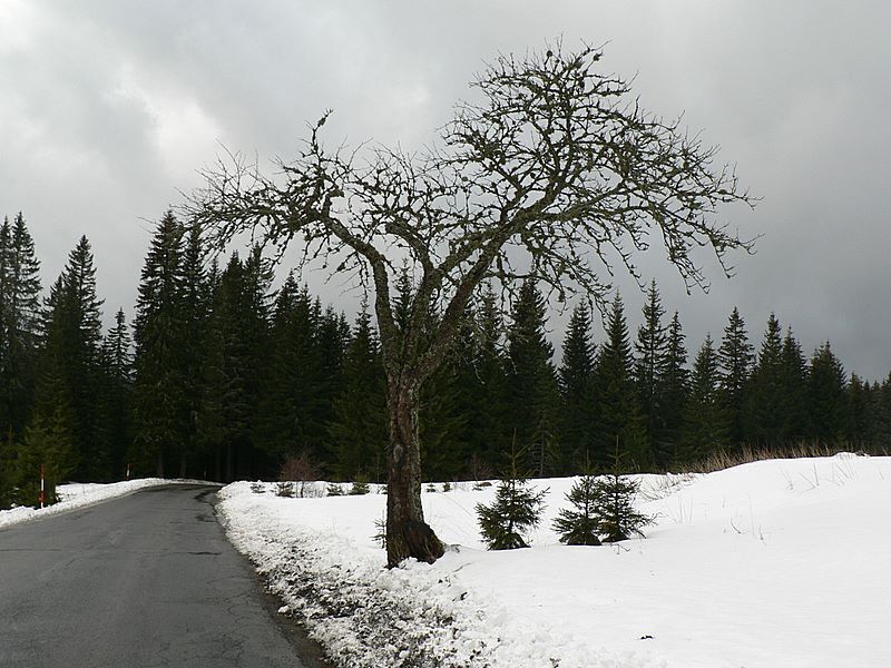 A snow-covered road with a leafless tree in the center, surrounded by a forest of evergreen trees.
