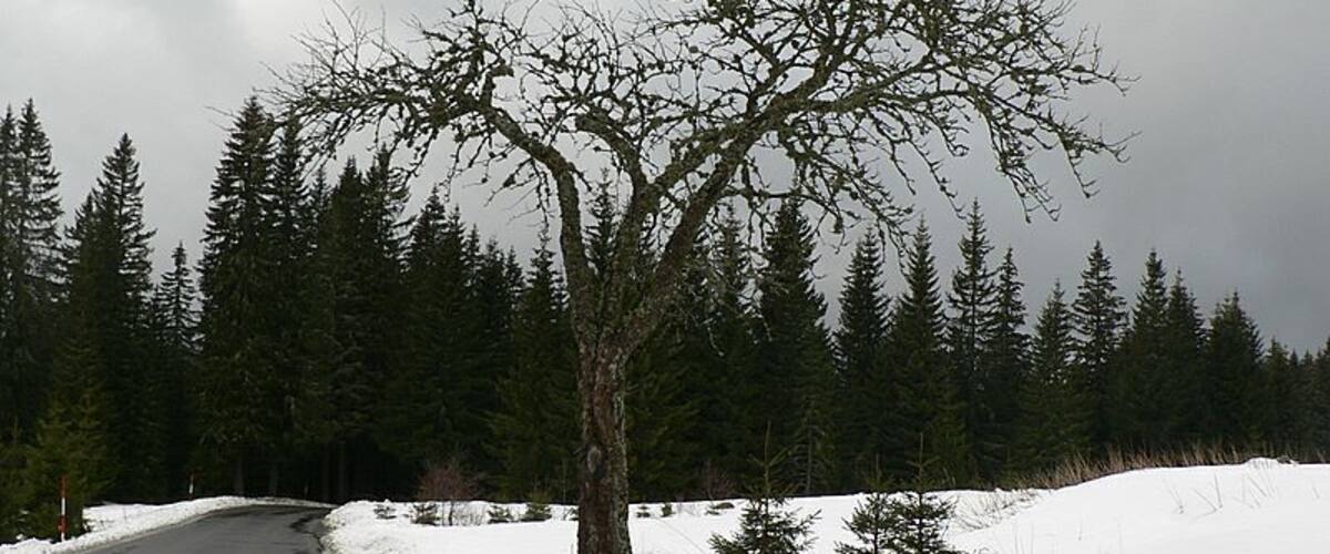 A snow-covered road with a leafless tree in the center, surrounded by a forest of evergreen trees.