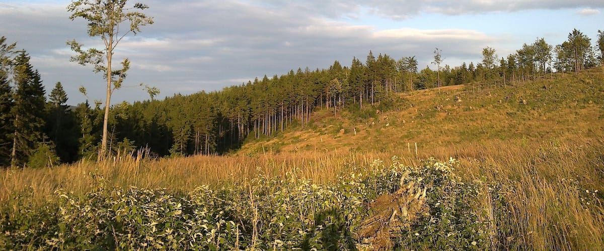 A forested hillside with a clear sky.