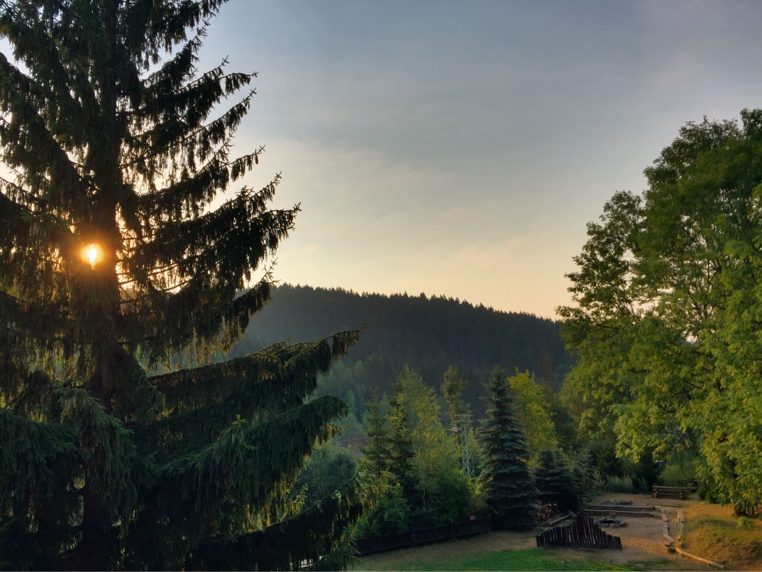 A forest with tall evergreen trees and a clear sky.