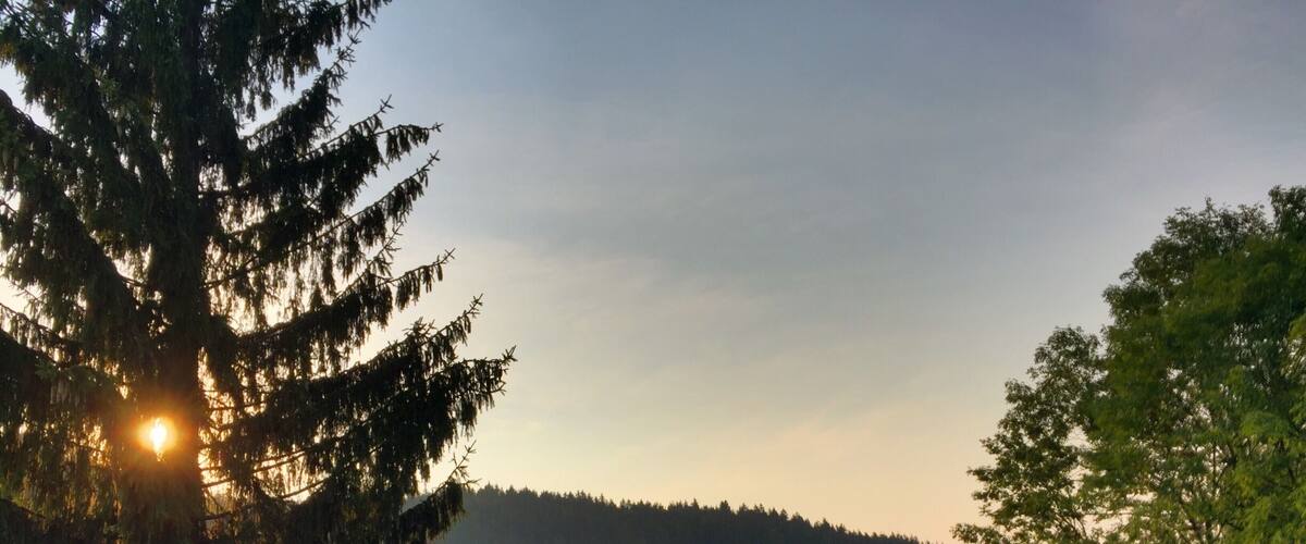 A forest with tall evergreen trees and a clear sky.