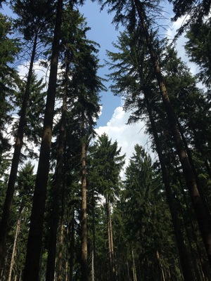 Took a hike through a forest in the northern Czech Republic.