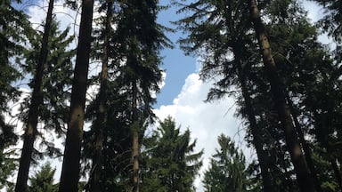 Took a hike through a forest in the northern Czech Republic.
