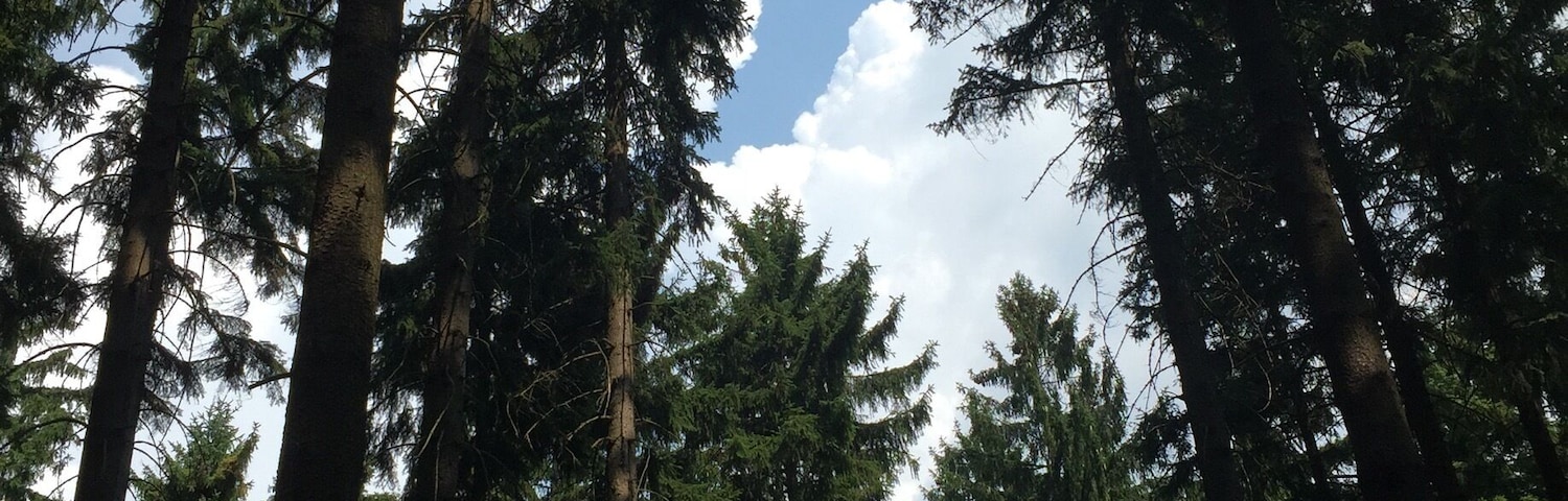 Took a hike through a forest in the northern Czech Republic.