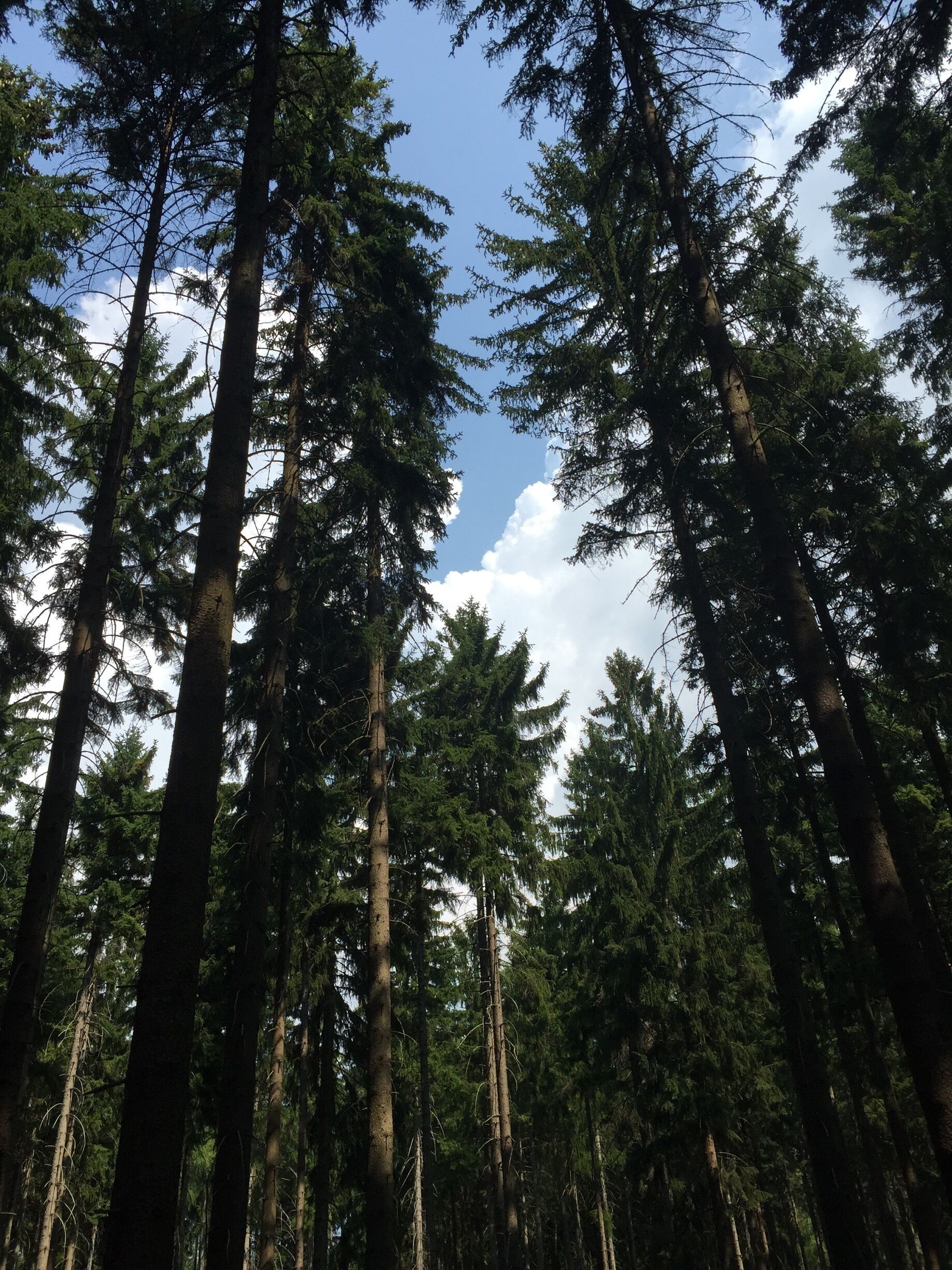 A dense forest of tall evergreen trees with a clear sky above.