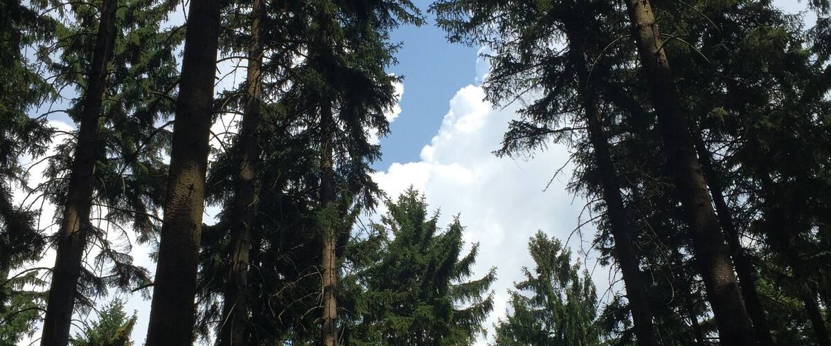 A dense forest of tall evergreen trees with a clear sky above.