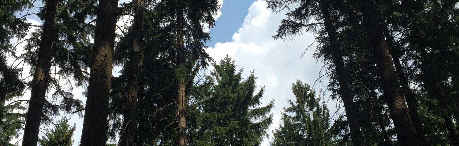 A dense forest of tall evergreen trees with a clear sky above.