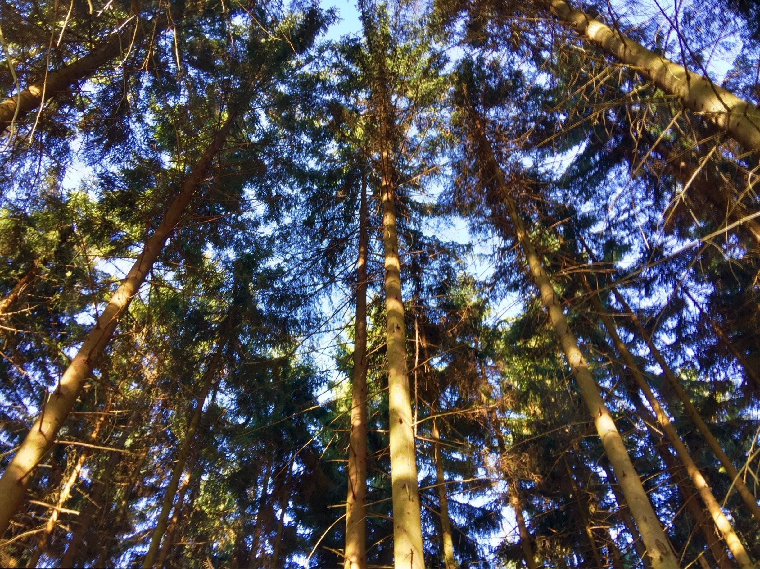 There is beautiful Czech nature all around! The staff at Muhu are very friendly, the rooms are great, and the food is second to none. #iPhone #nature #trees #lookingup #forest