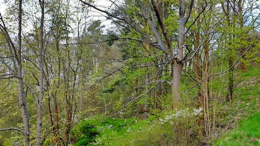 Přírodní rezervace Stráň u Dubiny, Smrčiny, okres Cheb
